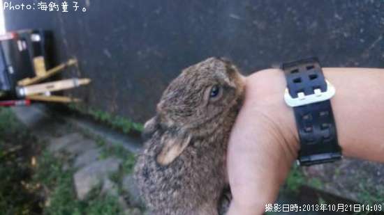 野ウサギ