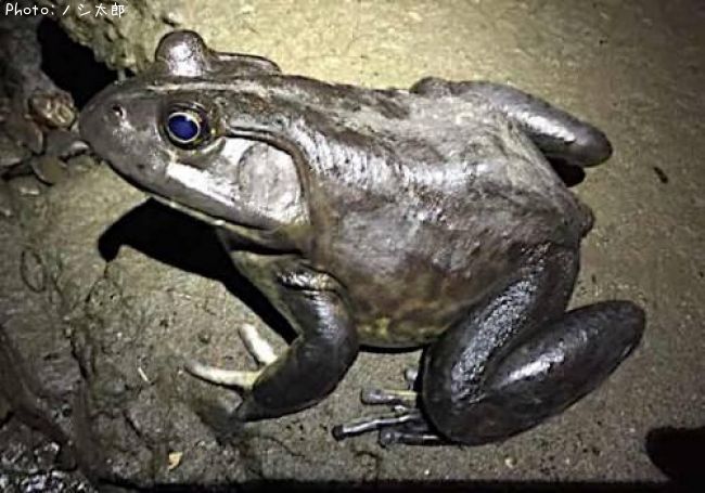 知りたい 千葉県の巨大ウシガエル カールルイス 釣り情報を発信中 ポイントからシーズンやルアーまで釣果情報 即戦力釣り情報 知りたい 千葉県の巨大ウシガエル カールルイス 釣り情報を発信中 ポイントからシーズンやルアーまで釣果情報 即戦力釣り情報