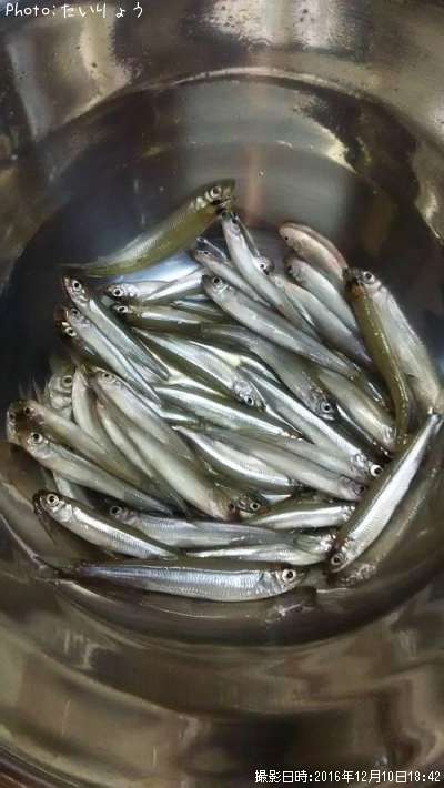 ワカサギ