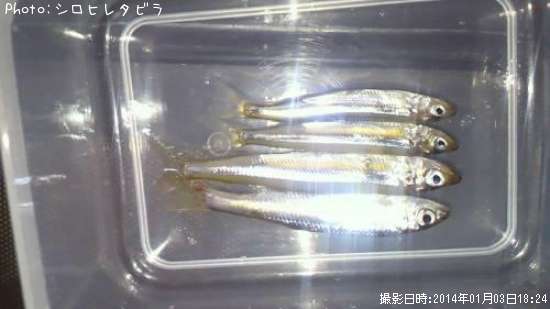 ワカサギ