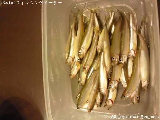 わかさぎ