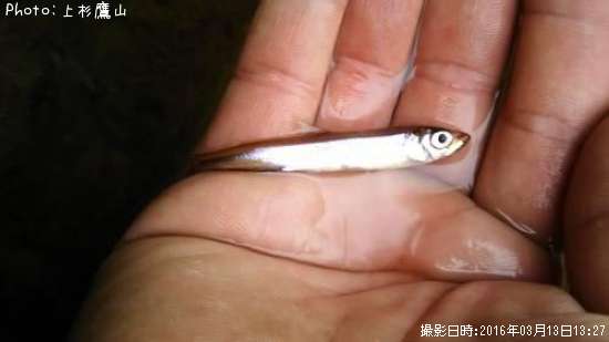 ワカサギ?