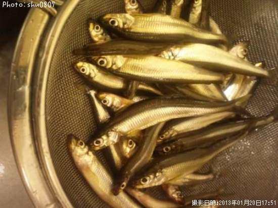 ワカサギ