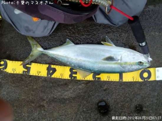 ワカシ