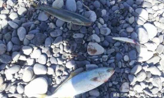 ワカシ