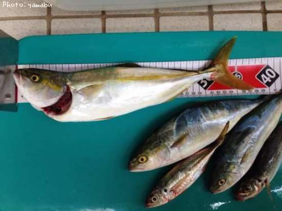 ワカシ