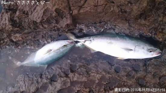 ワカシ&ダツ