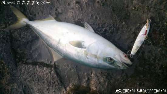 ワカシ&サバ&カマス