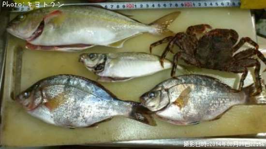 ワカシ?鯵、うみタナゴ