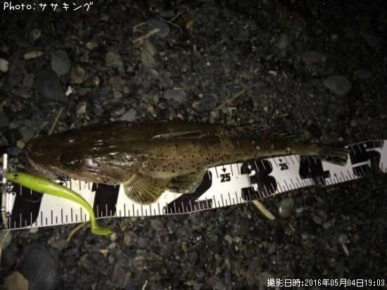 ワニゴチ