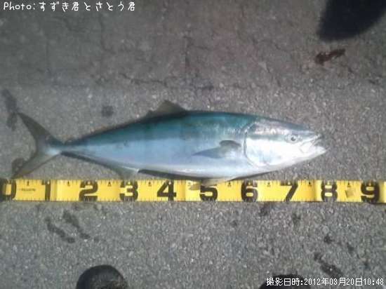 ワラサ