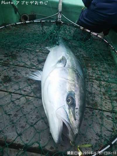 知りたい 青森県のワラサ釣り情報を発信中 ポイントからシーズンやルアーまで釣果情報 即戦力釣り情報