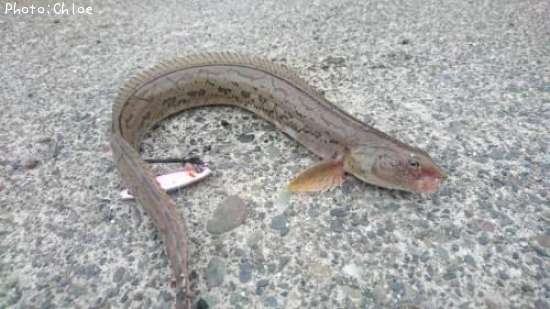 ワラズカ