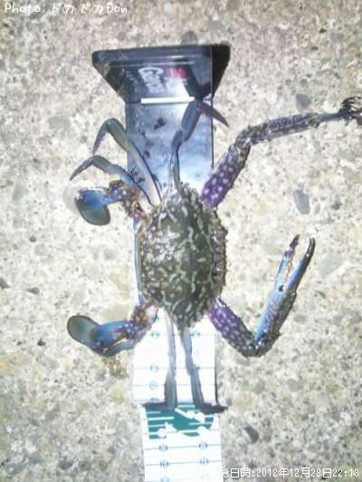 ワタリガニ