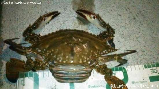 知りたい 福島県のワタリガニ釣り情報を発信中 ポイントからシーズンやルアーまで釣果情報 即戦力釣り情報