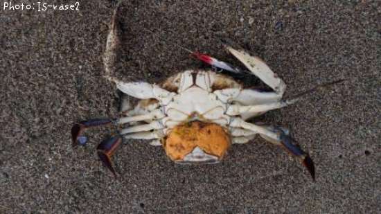 ワタリカニ