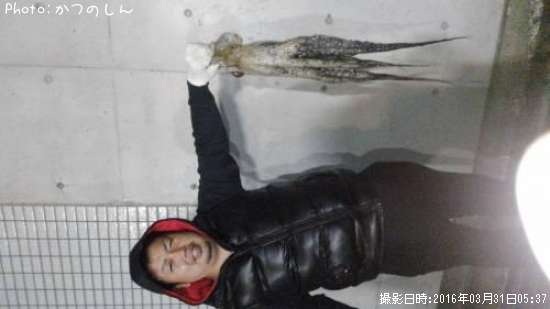 魚種名を入力 たこ