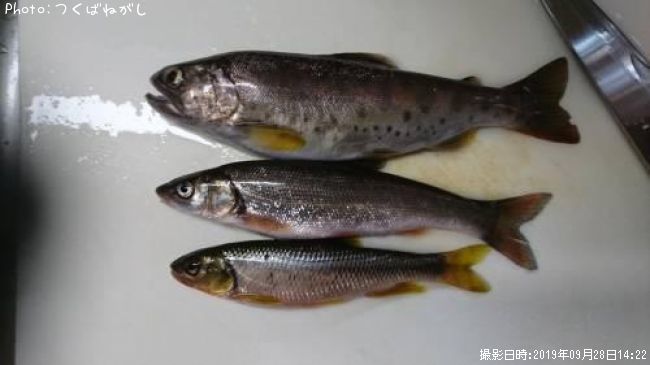 ヤマメ ウグイ カワムツ