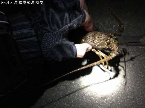 やっとザリガニ(笑)