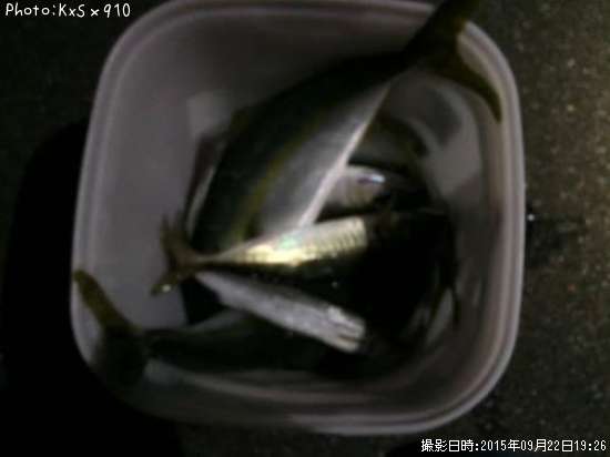ヤズ、アジ