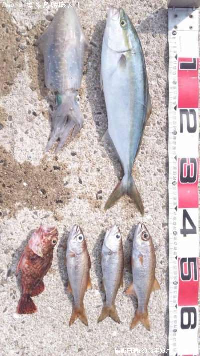 ヤズ(鰤の若魚)、ムツ、カサゴ、アオリイカ