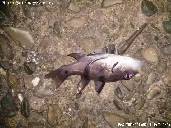 ヨコスジイシモチ