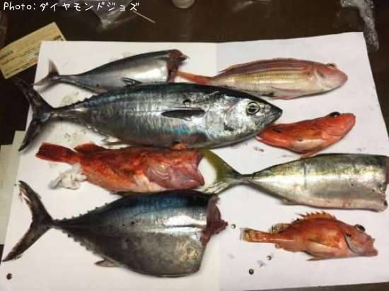 ヨコワ