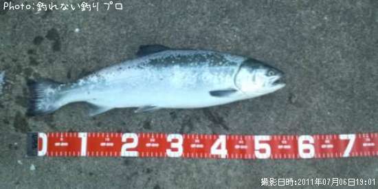 銀ザケ