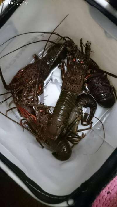 海ザリ