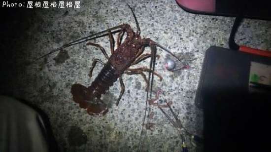 ザリガニ(笑)