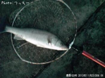 シーバス