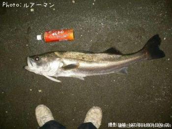 シーバス