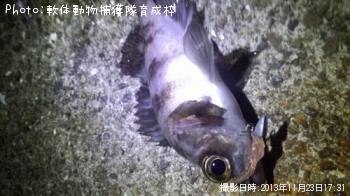 Х