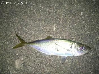 アジ