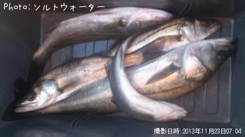 シーバス