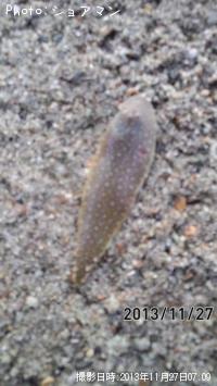 舌ヒラメ