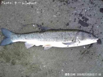 オオガイ