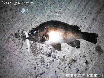 メバル