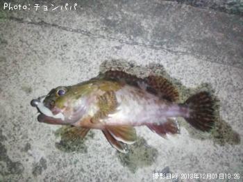 カサゴ
