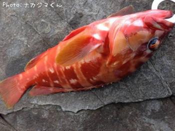 アカハタ