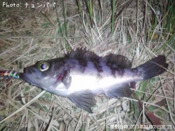 メバル