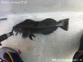 アイナメ