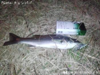 シーバス　ミニ