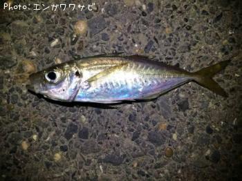 アジ