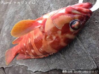 アカハタ
