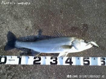 シーバス