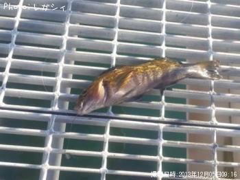 アイナメ