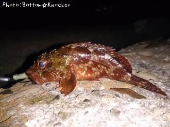 カサゴ