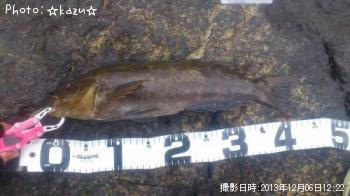 アイナメ