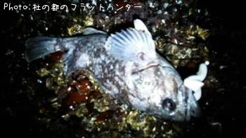 クロソイ